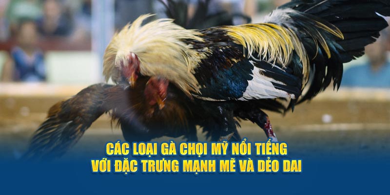 cac-loai-ga-choi-my-noi-tieng-voi-dac-trung-manh-me-va-deo-dai