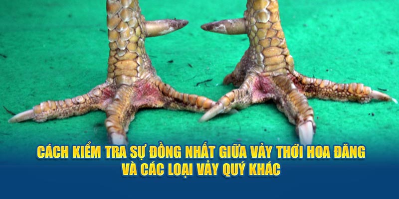 cach-kiem-tra-su-dong-nhat-giua-vay-thoi-hoa-dang-va-cac-loai-vay-quy-khac