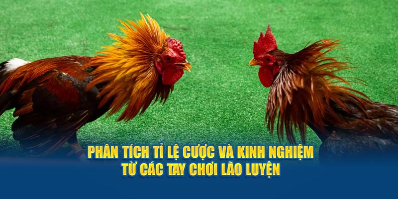 phan-tich-ti-le-cuoc-va-kinh-nghiem-tu-cac-tay-choi-lao-luyen