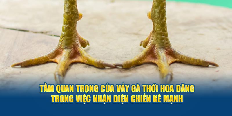 tam-quan-trong-cua-vay-ga-thoi-hoa-dang-trong-viec-nhan-dien-chien-ke-manh