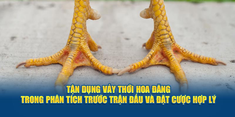 tan-dung-vay-thoi-hoa-dang-trong-phan-tich-truoc-tran-dau-va-dat-cuoc-hop-ly